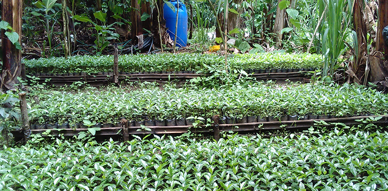 Cafetaleros se capacitan en la construcción de viveros de café – Ministerio  de Agricultura y Ganadería