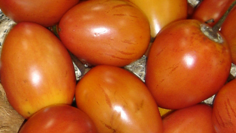 Pobladores De Ona Se Capacitan En Manejo De Cultivo Tomate De