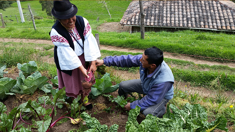 Adultos Mayores Impulsan Agricultura Organica En Imbabura