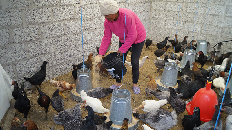 Tungurahua Productores De Santa Rosa Emprenden La Crianza De Aves