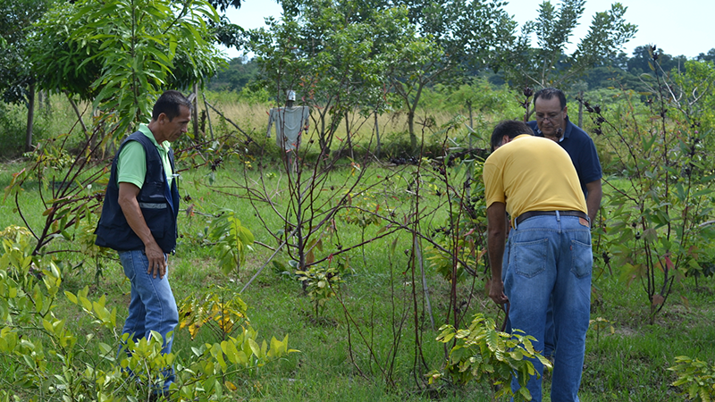 Se promueve cultivo de Jamaica en El Oro – Ministerio de Agricultura y  Ganadería