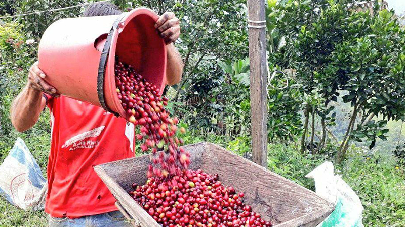 6425 hectáreas de café son renovadas en la provincia de Loja – Ministerio  de Agricultura y Ganadería