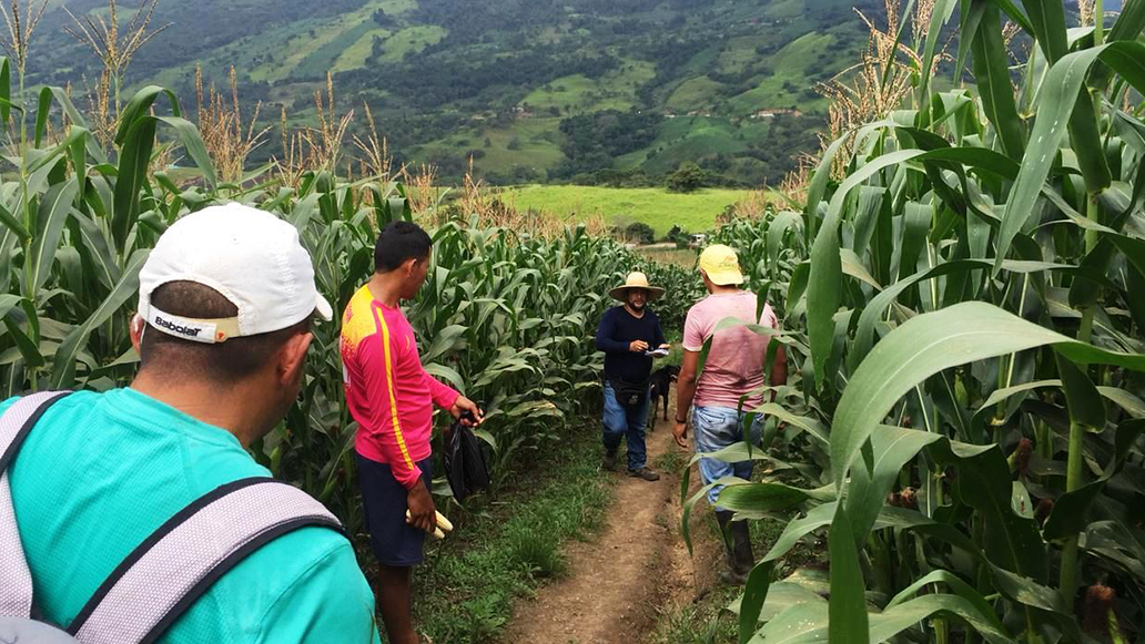 AGROPROTEGE: agricultores pueden recibir hasta el 80 % de subsidio para asegurar sus cultivos