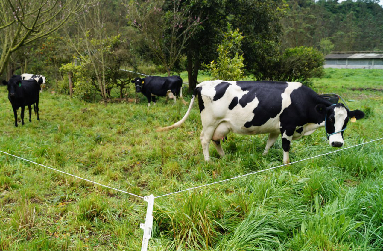 Desarrollarán proyecto de manejo de ganado en Cumbe – Ministerio de Agricultura, Ganadería y Pesca
