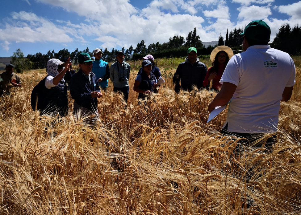 Dia De Campo Para Fomentar El Cultivo Sostenible De Cereales En