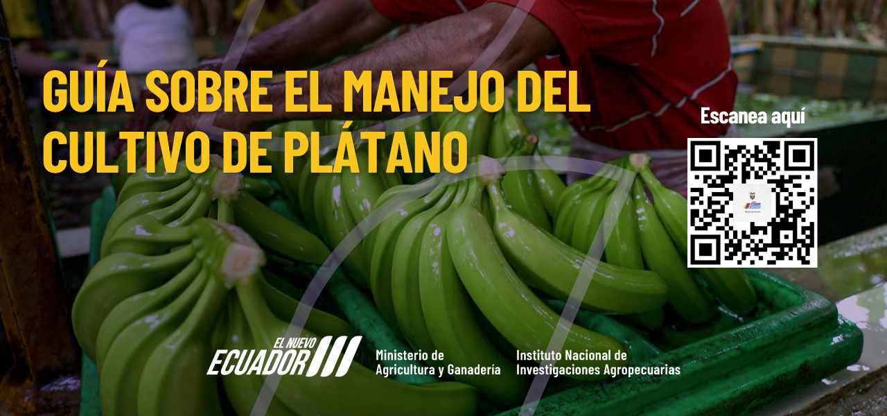 GUÍA SOBRE EL MANEJO DEL CULTIVO DE PLÁTANO