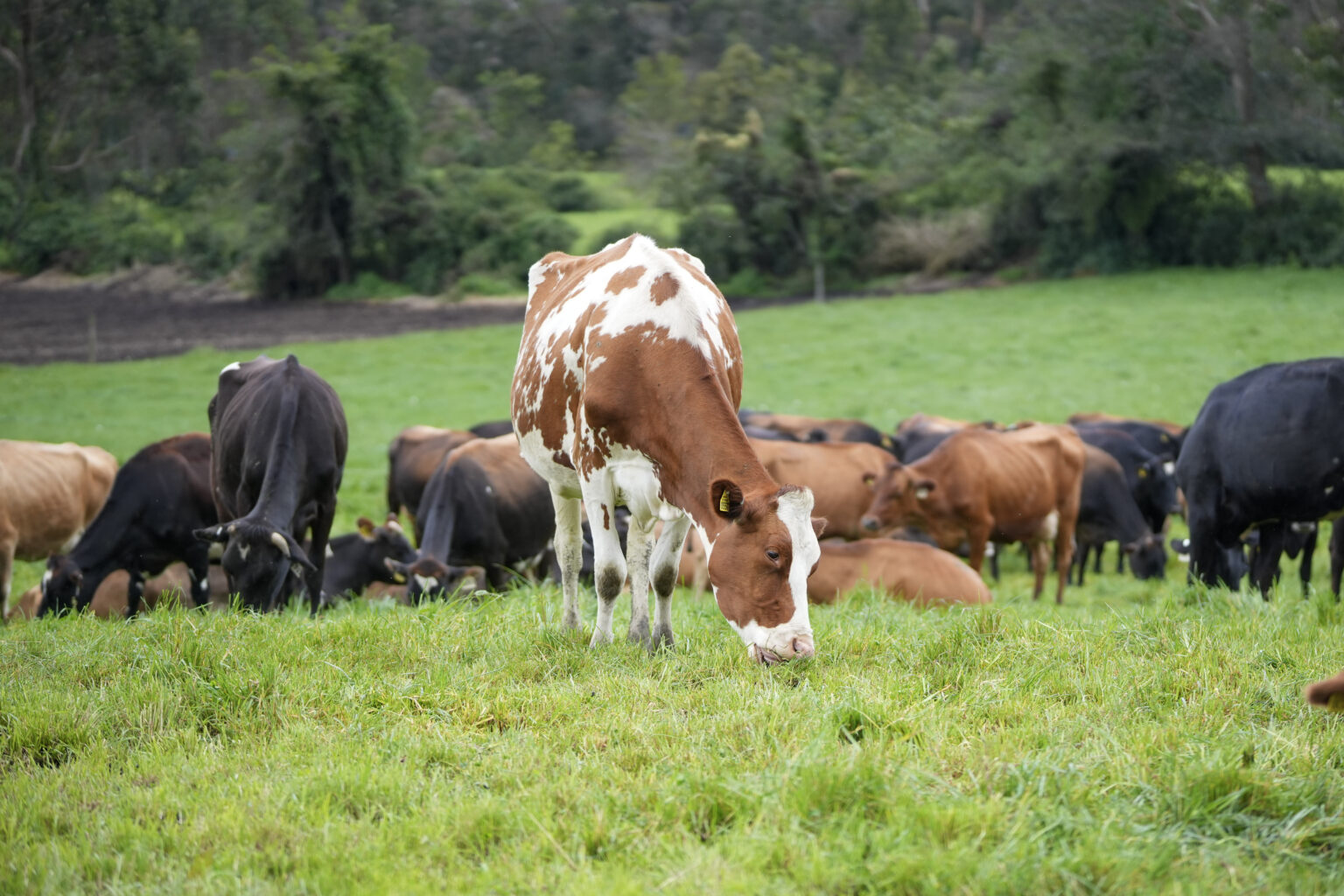 Más de $9 millones para transformar el futuro del sector pecuario en Ecuador